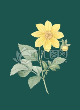 玫瑰 手繪花 植物圖譜