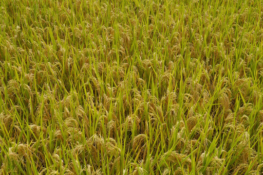 金黄稻田
