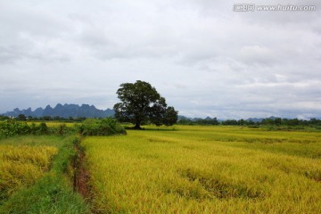 田野