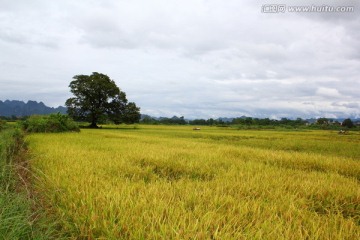 田野