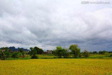 田野