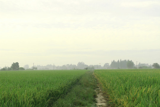 田间小路