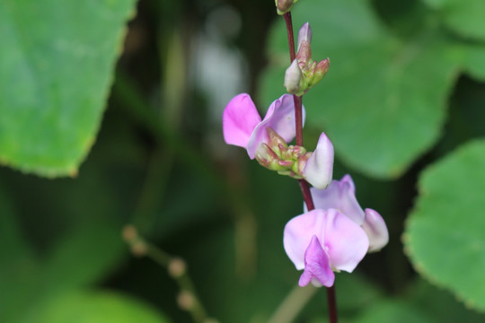 扁豆花