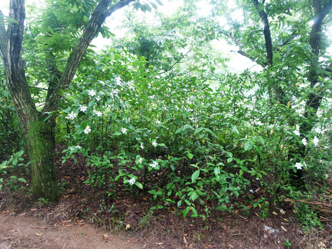 栀子花栀子树素材