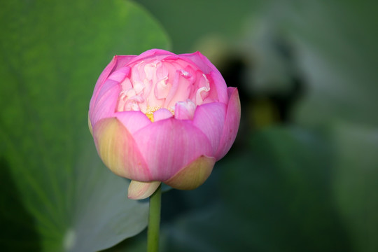 高清荷花 荷花特写