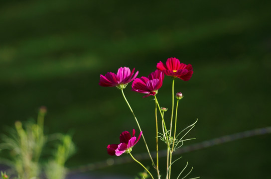 波斯菊