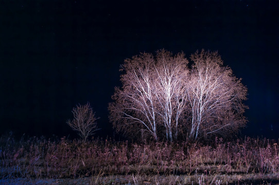 夜晚的白桦树