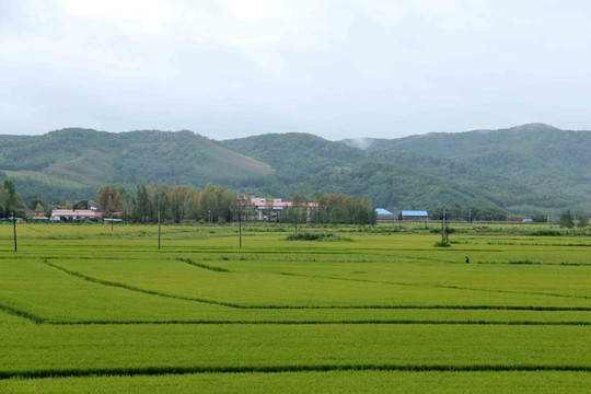 希望的田野