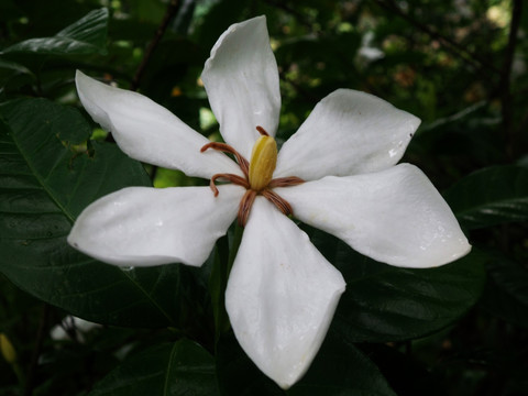 栀子花素材清香栀子花