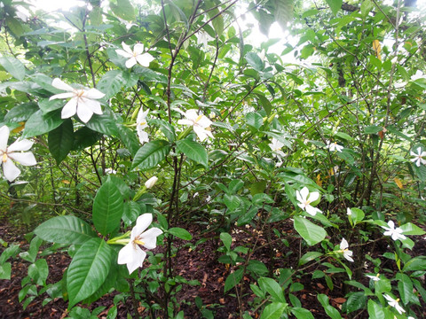 栀子花栀子树林