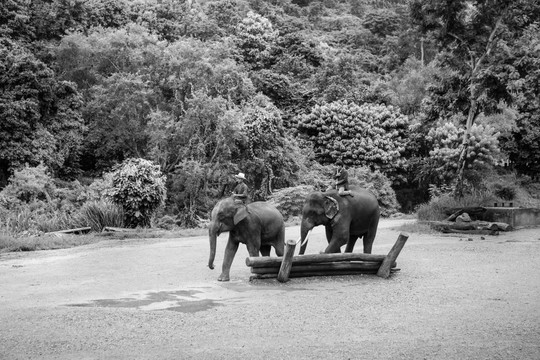 泰国大象