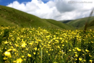 草原风光