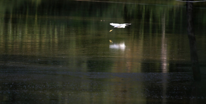 池塘鹭影