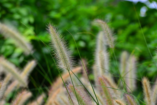 狗尾巴草