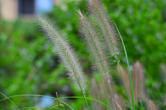 狗尾巴草