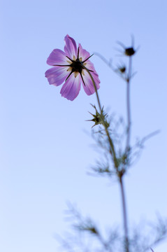 格桑花