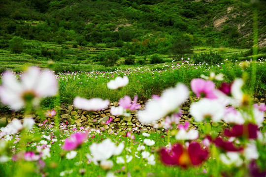 花海