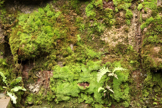 苔藓 古城墙