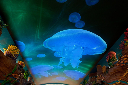 海底世界 水母