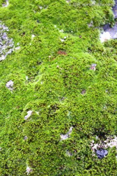 五大连池 苔藓