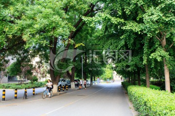 北京大学校园风光林荫道