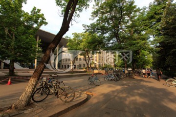 北京大学校园风光林荫道