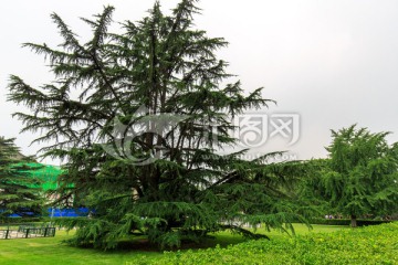 北京大学办公楼草坪树木
