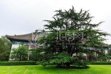 北京大学办公楼草坪树木