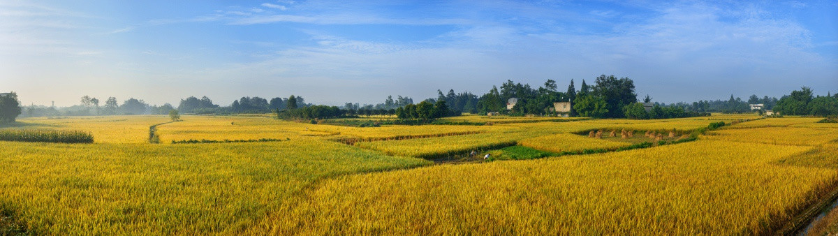 成都平原水稻全景图