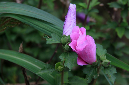 木槿花