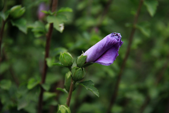 木槿花