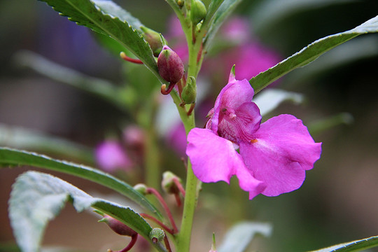 指甲花