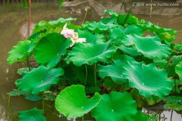 荷叶 高清