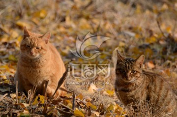 两只野猫