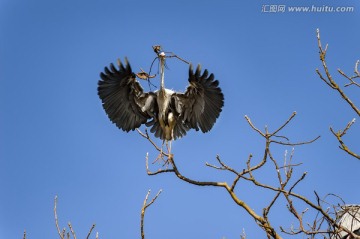 云南曲靖牙易里苍鹭