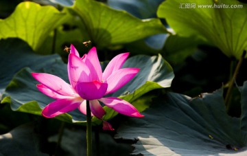 荷花蜜蜂
