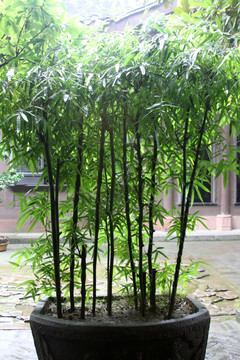 装饰竹