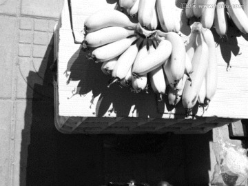 水果黑白照 香蕉