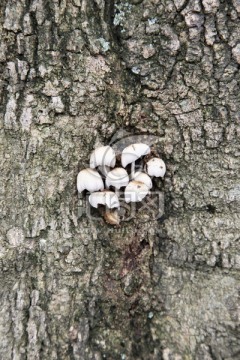 树菇
