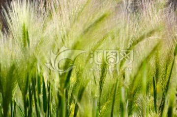 野生小麦草