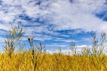 青海油菜花