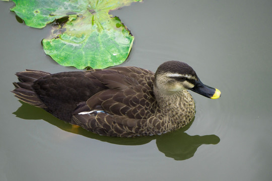 野鸭