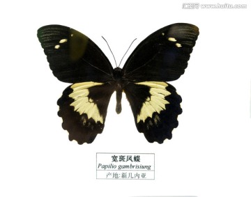 新几内亚宽斑凤蝶