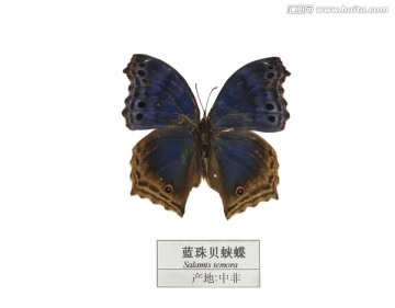 中非蓝珠贝蛱蝶