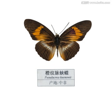 中非橙纹脉蛱蝶
