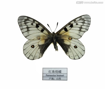 山西红珠绢蝶