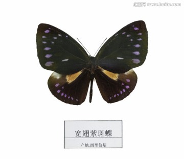 西里伯斯宽翅紫斑蝶