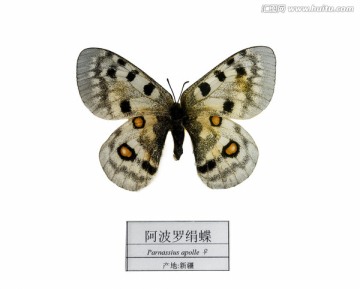 新疆阿波罗绢蝶