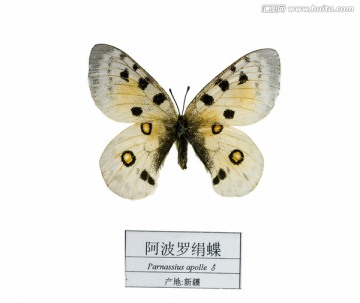 新疆阿波罗绢蝶
