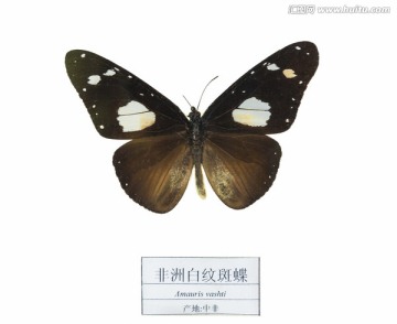 中非白纹斑蝶